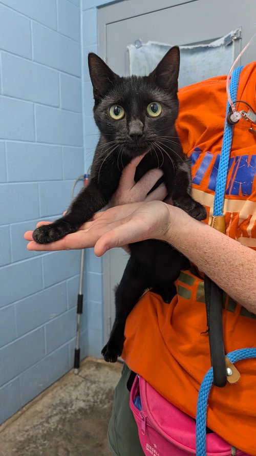 Scramble, a cat for adoption from It Takes A Village No-Kill Rescue