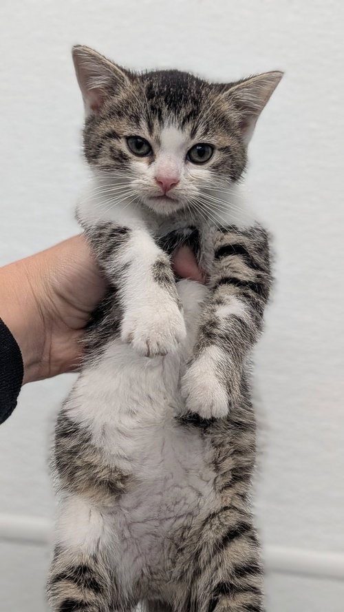 Julia, a cat for adoption from It Takes A Village No-Kill Rescue