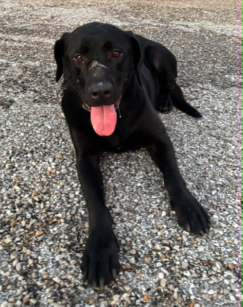 Fifa, a dog for adoption from It Takes A Village No-Kill Rescue