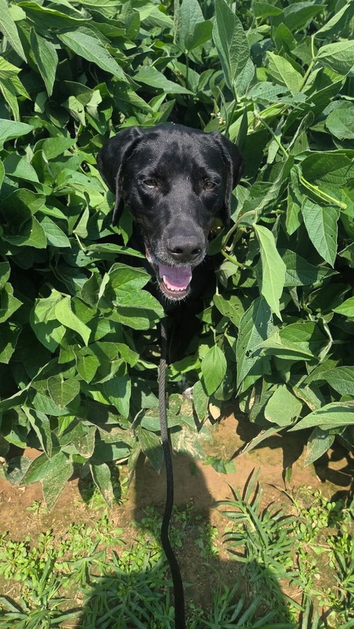 Jay Bird, a dog for adoption from It Takes A Village No-Kill Rescue