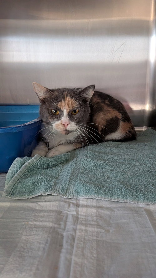 Little Grey, a cat for adoption from It Takes A Village No-Kill Rescue