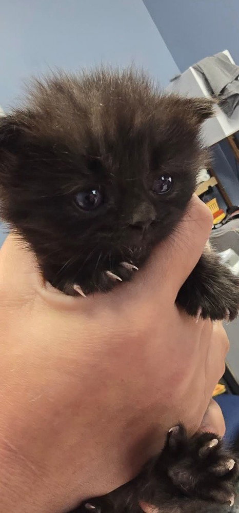Coraline, a cat for adoption from It Takes A Village No-Kill Rescue