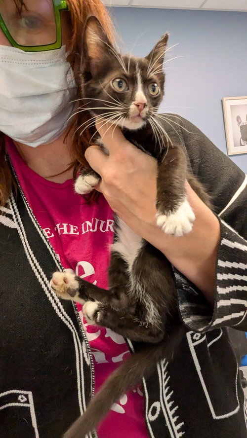 Hart, a cat for adoption from It Takes A Village No-Kill Rescue