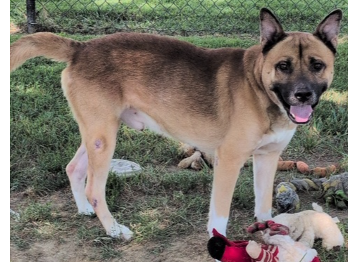 Dawson, a dog for adoption from It Takes A Village No-Kill Rescue
