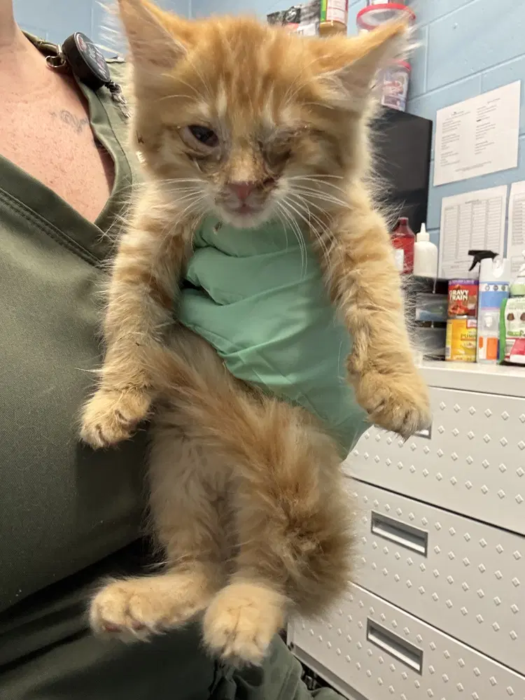 Philbert - Domestic Medium Hair