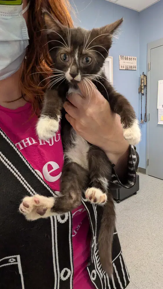Onn - Domestic Short Hair