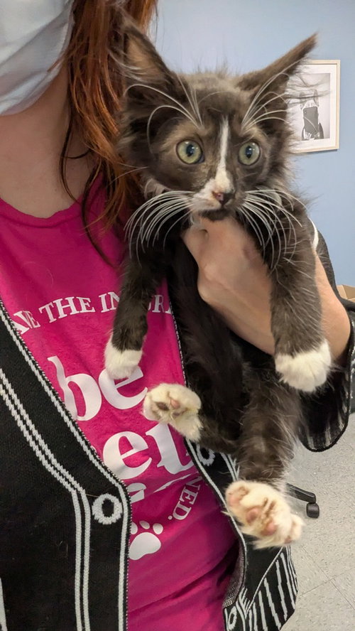 G.V., Domestic Medium Hair (long coat)