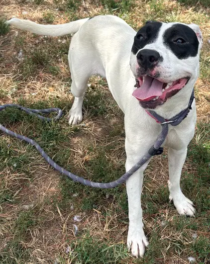 Madonna - Pit Bull Terrier