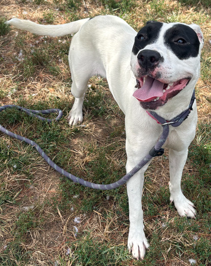 Madonna, Pit Bull Terrier