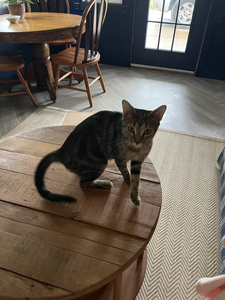 Nasa - Domestic Short Hair