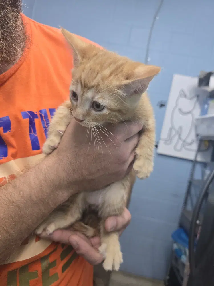 Columbia - Domestic Short Hair