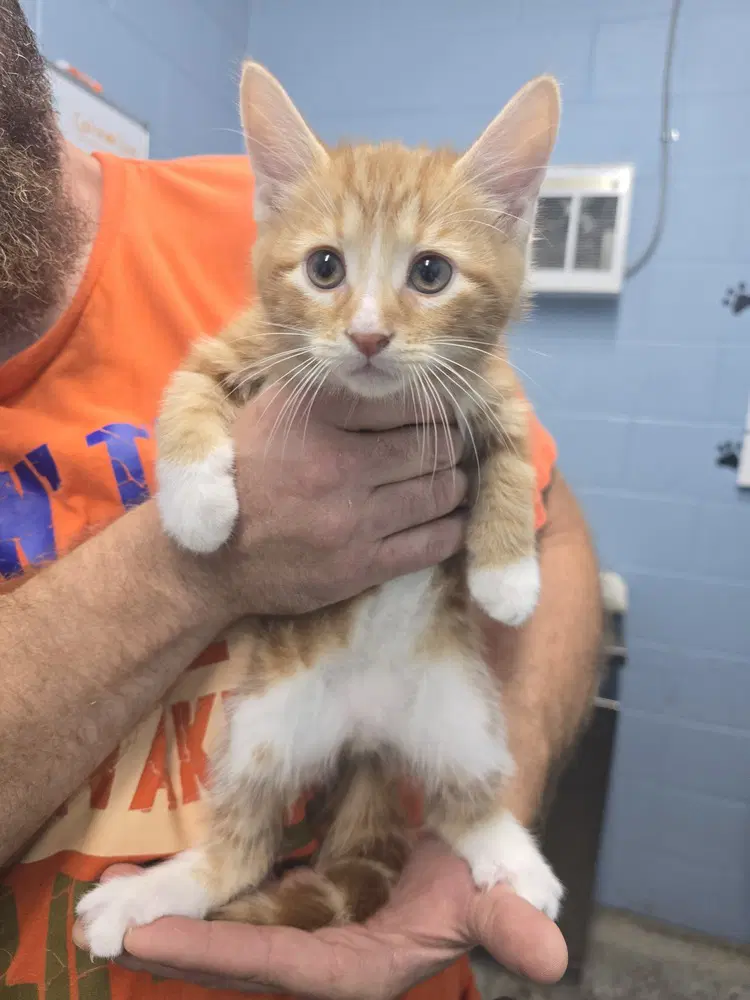 Discovery - Domestic Short Hair