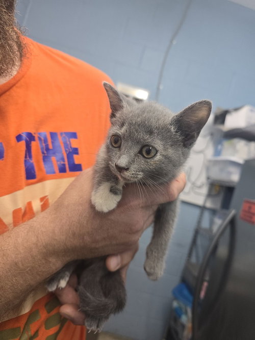 Atlantis, Domestic Short Hair (short coat)