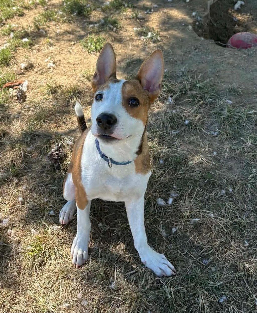 Peanut, photo 2