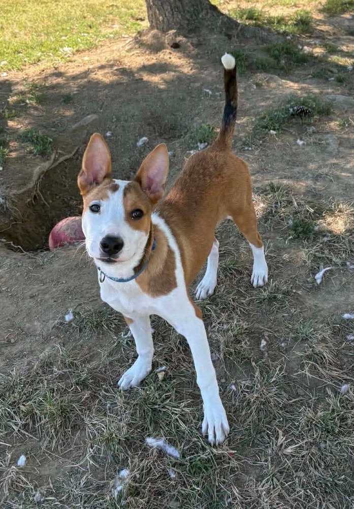 Peanut, photo 4