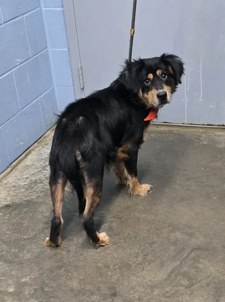 Acorn - Australian Shepherd