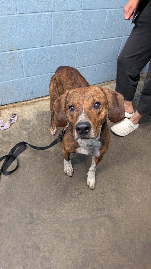Bernard, Hound / Terrier / Mixed