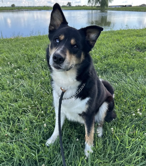 Luca, Husky / Mixed
