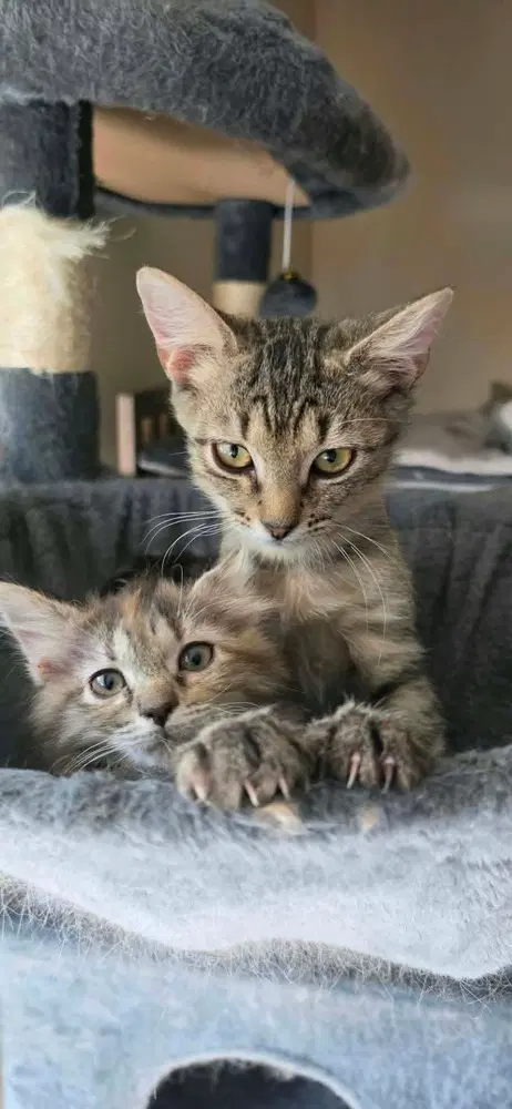 Henrey - Domestic Short Hair