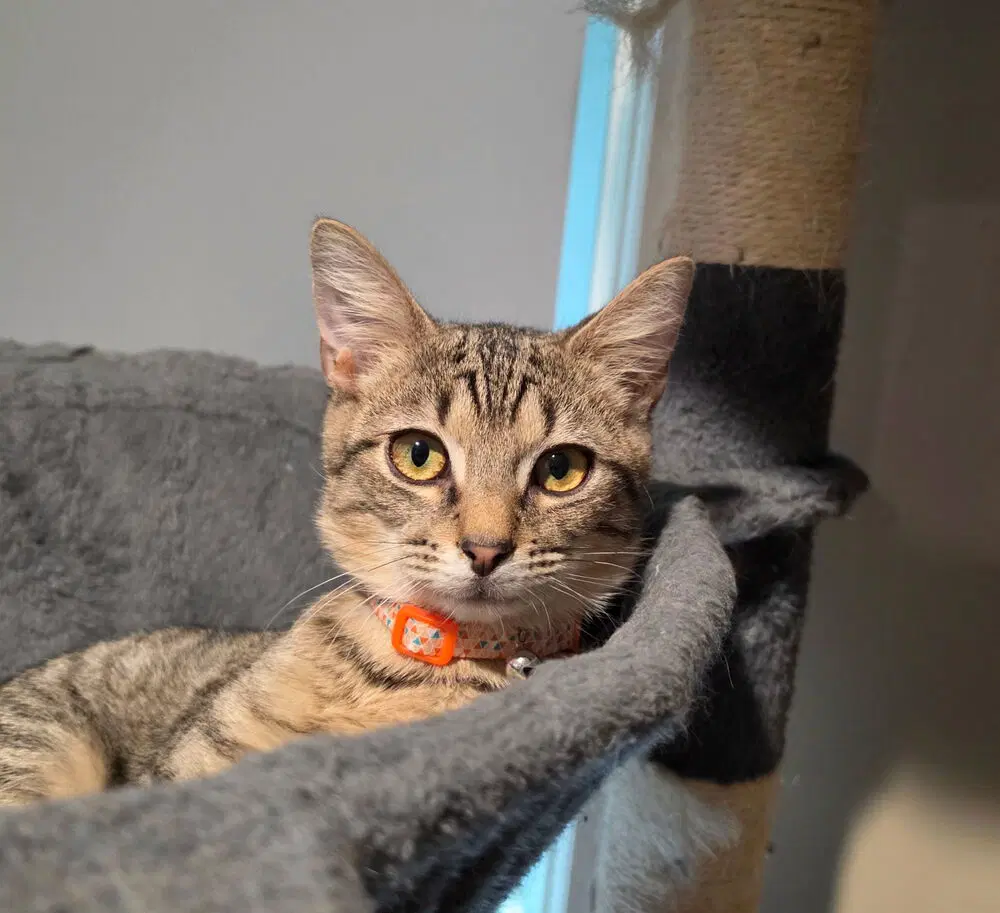 Henrey - Domestic Short Hair