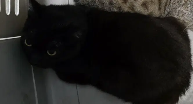 Saks - Domestic Short Hair