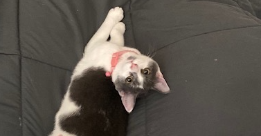 Bonnie