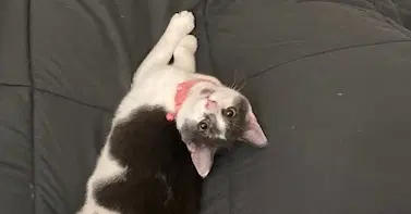 Bonnie - Domestic Short Hair