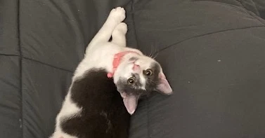 Bonnie