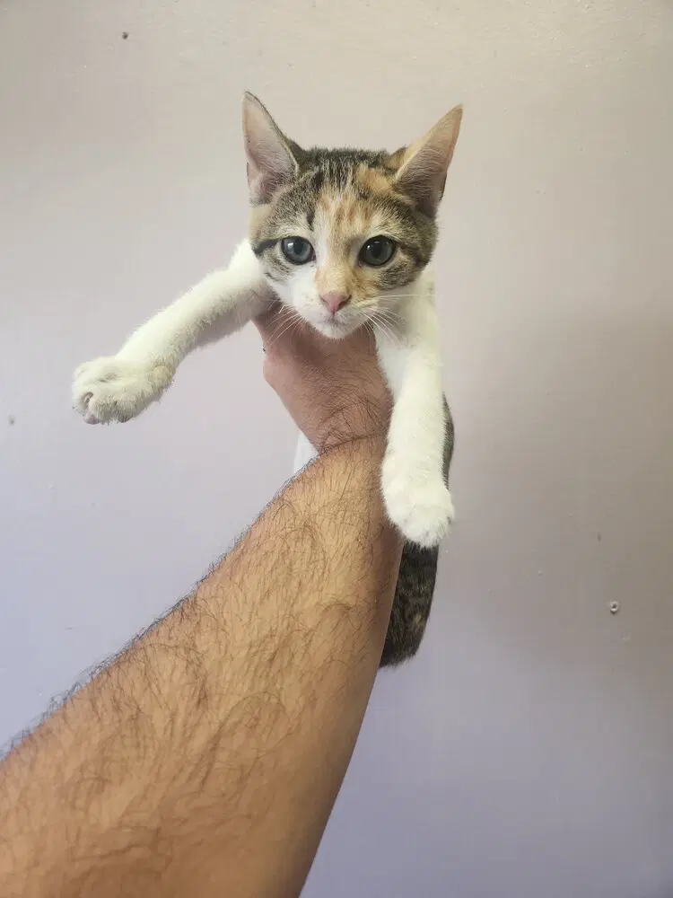 Hexxus - Domestic Short Hair