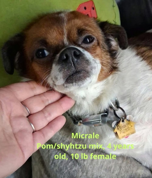 Miracle, Pomeranian / Shih Tzu / Mixed