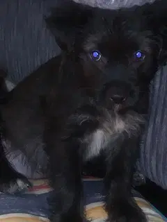 Wallaby - Shih Tzu