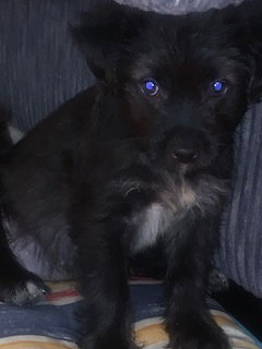 Wallaby, Shih Tzu / Pit Bull Terrier / Mixed