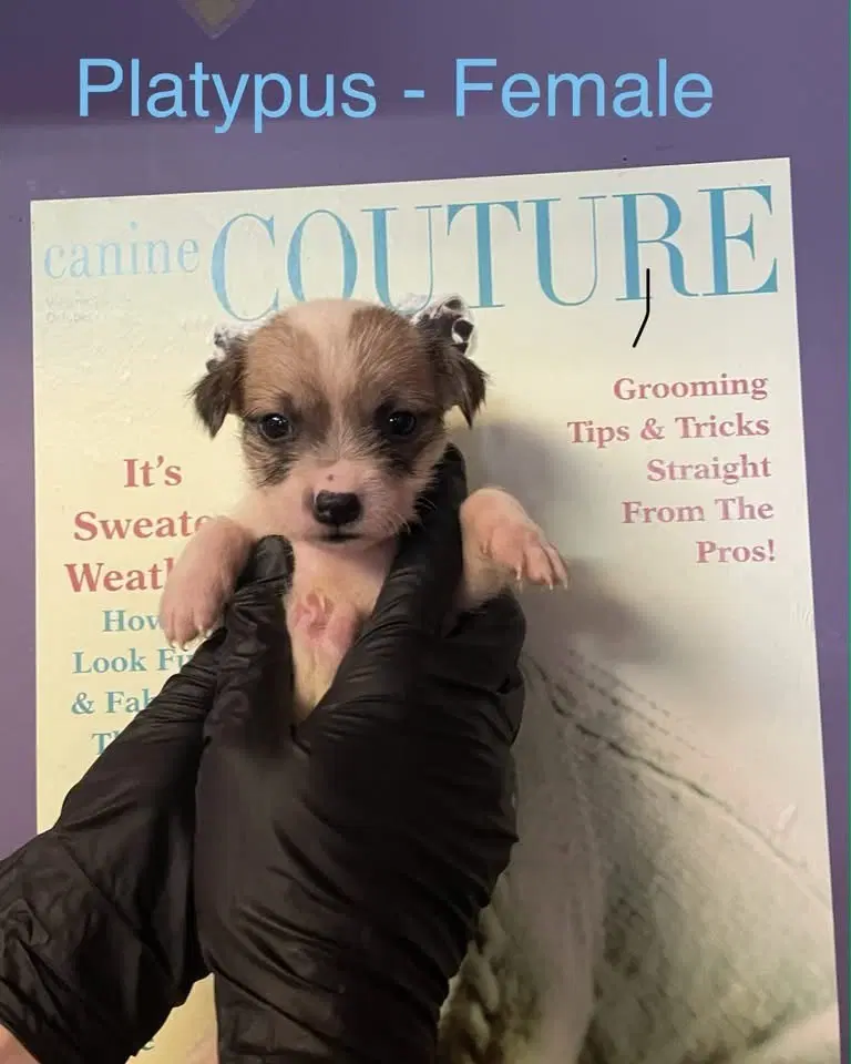 Platypus - Shih Tzu