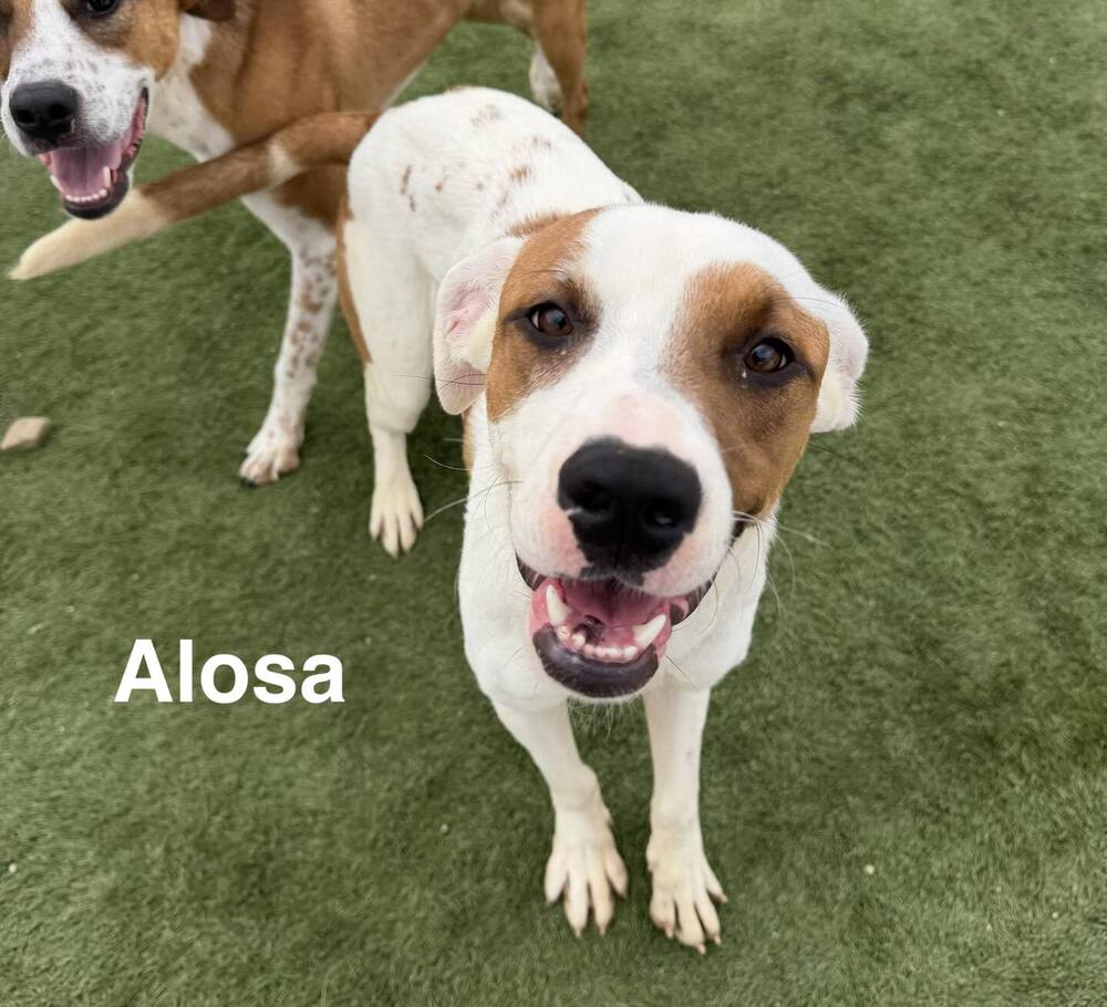 Alosa