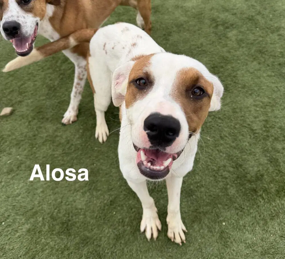 Alosa - Hound