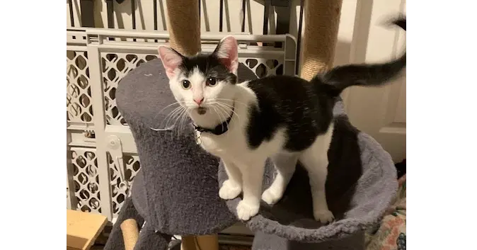 Nancy - Domestic Short Hair