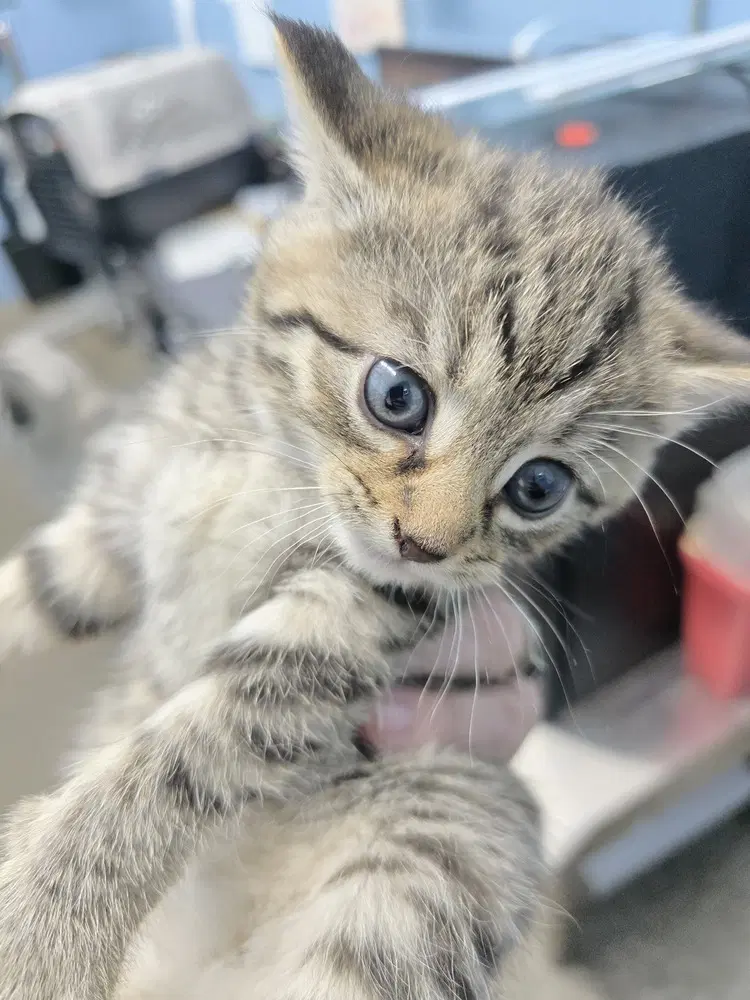 Cauldron - Domestic Short Hair