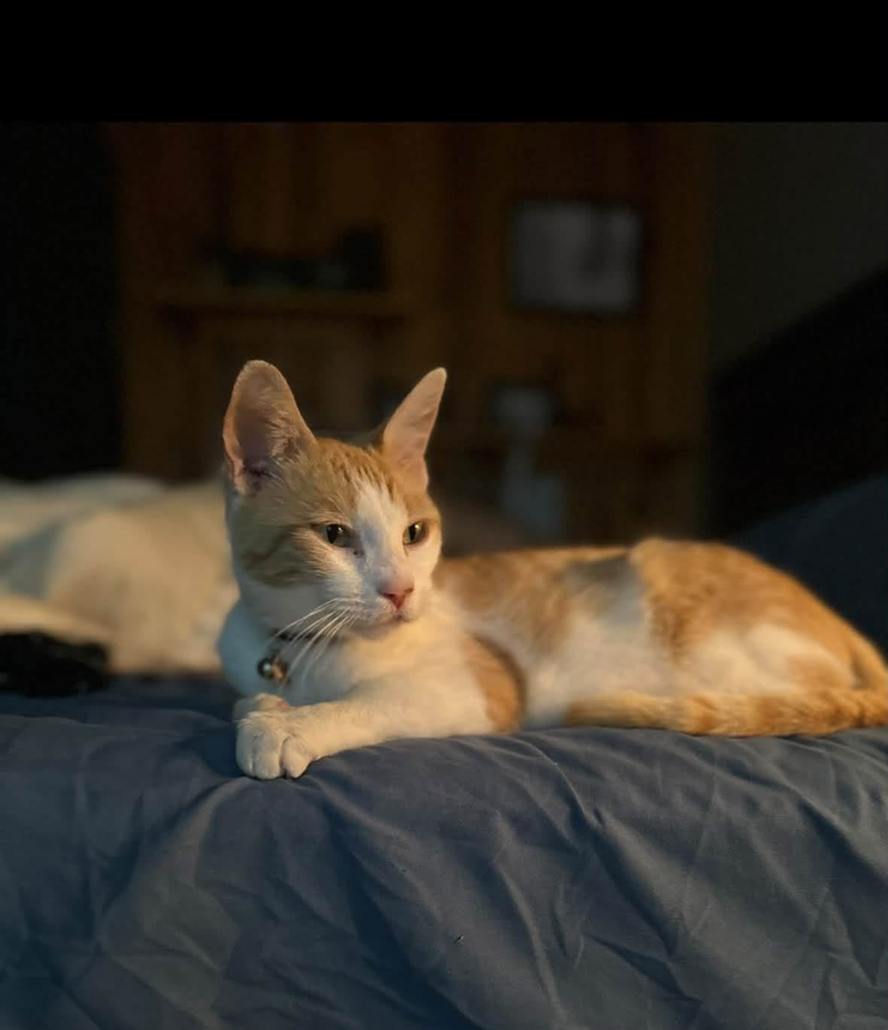 Ginger, a young female cat up for adoption