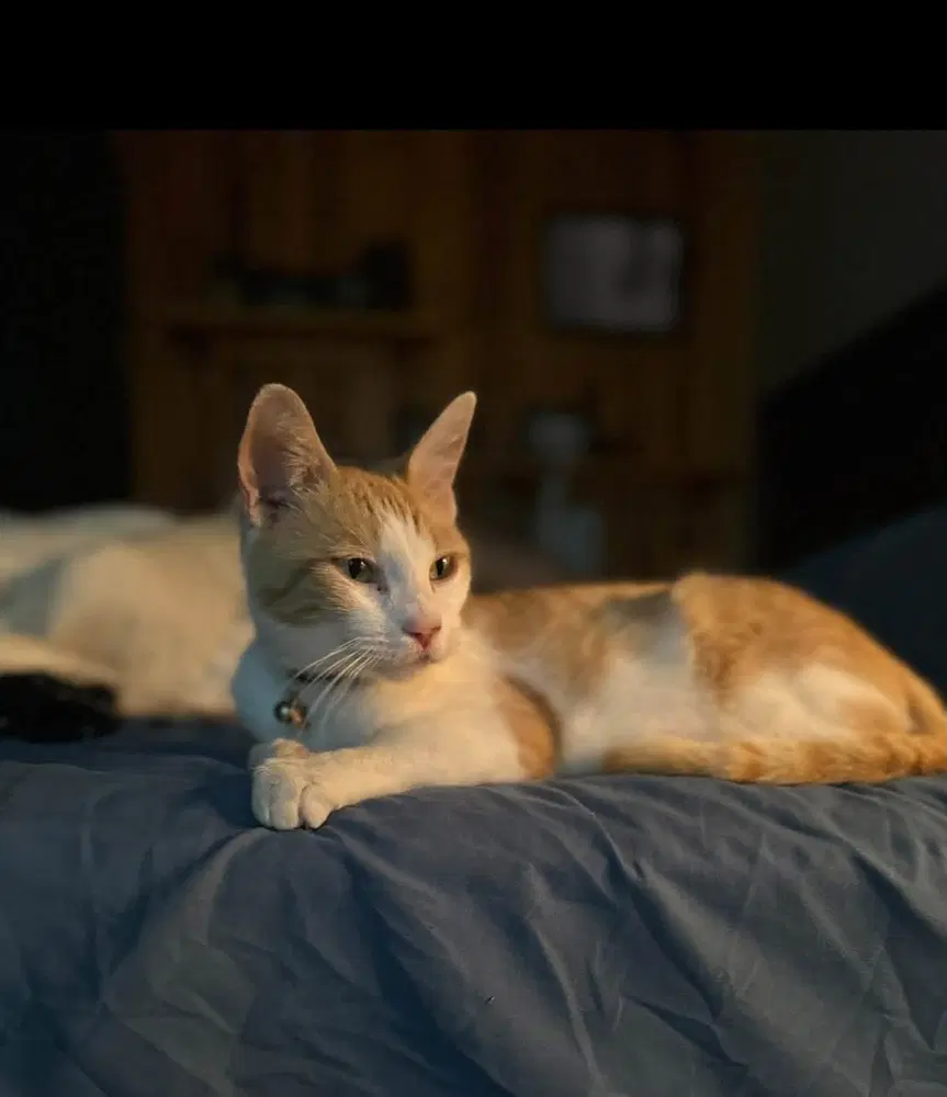 Ginger - Domestic Short Hair