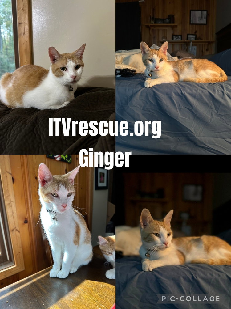 Ginger, photo 2