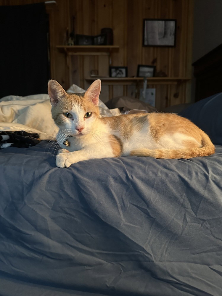 Ginger, photo 4