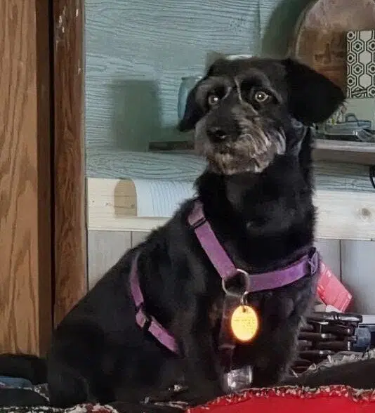 Buddy G - Miniature Schnauzer