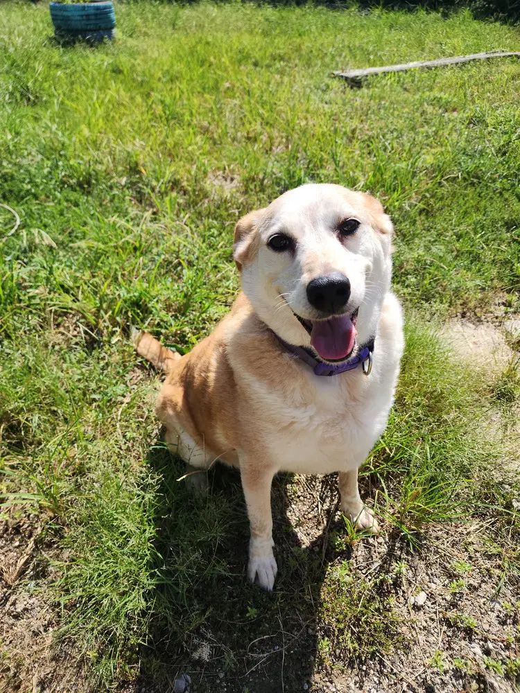 Mavis - Cattle Dog