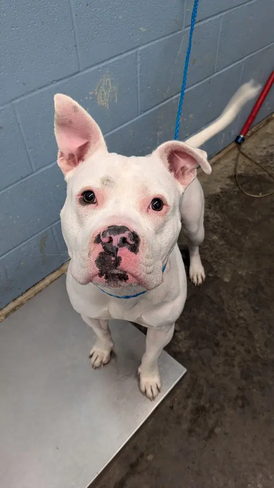 Pearl - Pit Bull Terrier