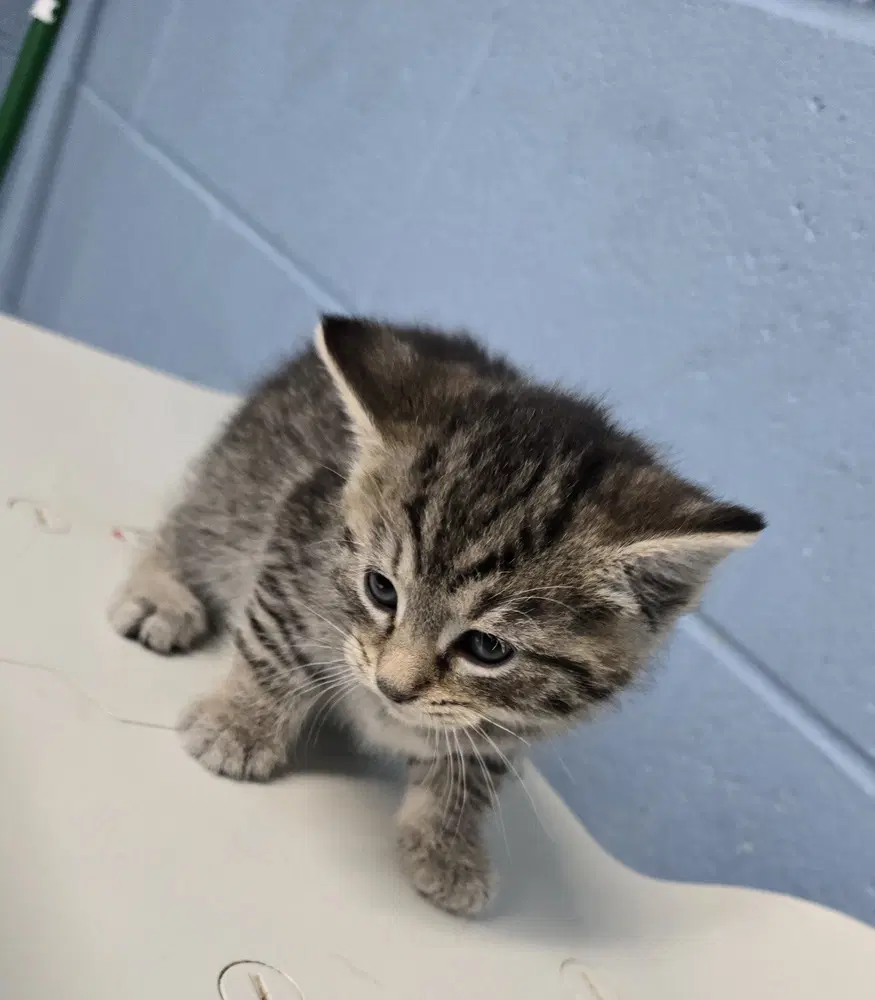 Broomstick - Domestic Short Hair