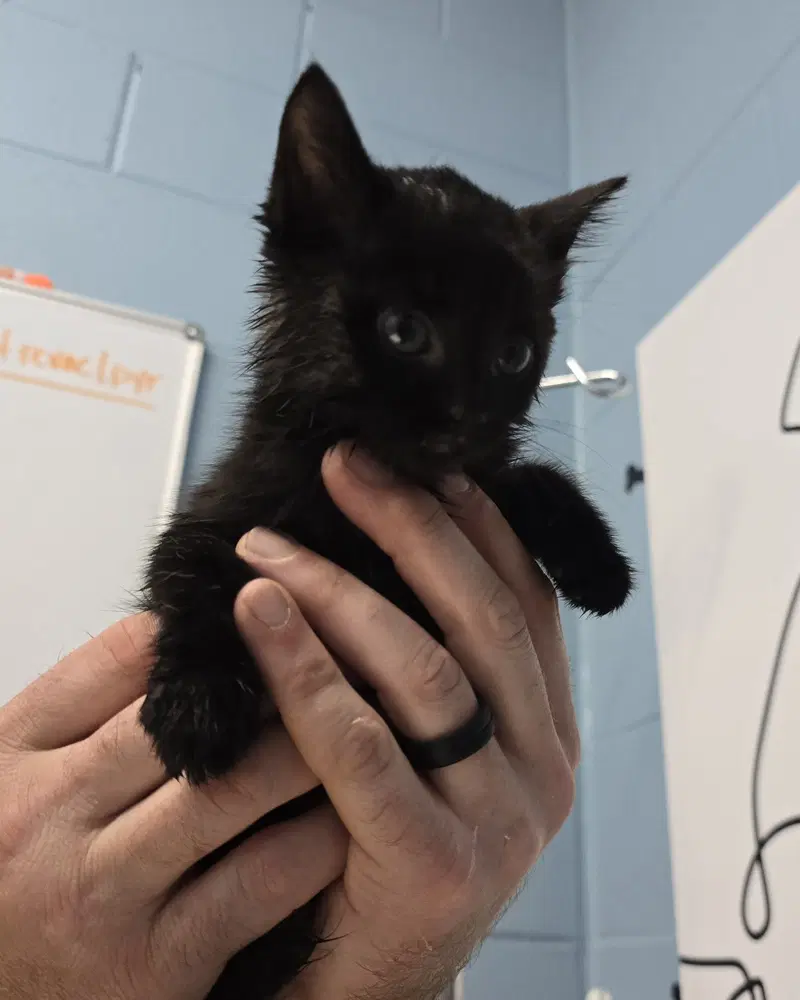 Kat Harvey - Domestic Short Hair