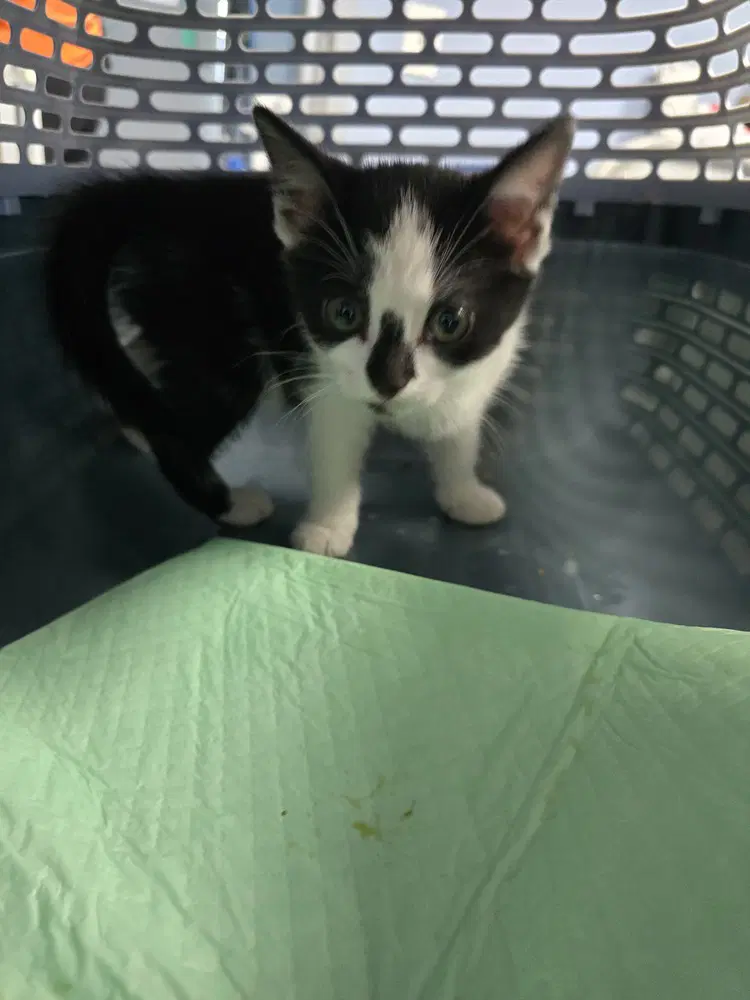 Katrina Van Tassel - Domestic Short Hair