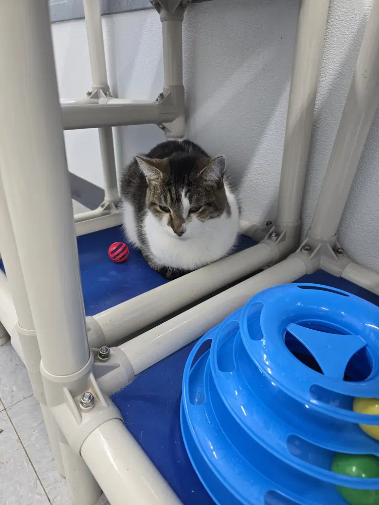 Mr Simon Jones - Domestic Short Hair