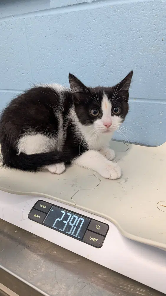 Cinder - Domestic Short Hair