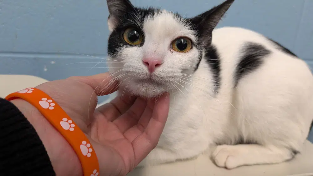 Bellatrix - Domestic Short Hair